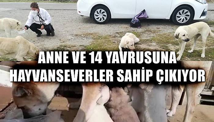 Sokak köpeği ve 14 yavrusuna hayvanseverler sahip çıktı (VİDEO)