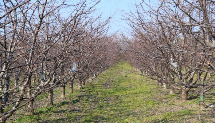Lapseki’de Meyve Ağaçlarında Mevsimsel Sıkıntı Yaşanmadı (VİDEO)