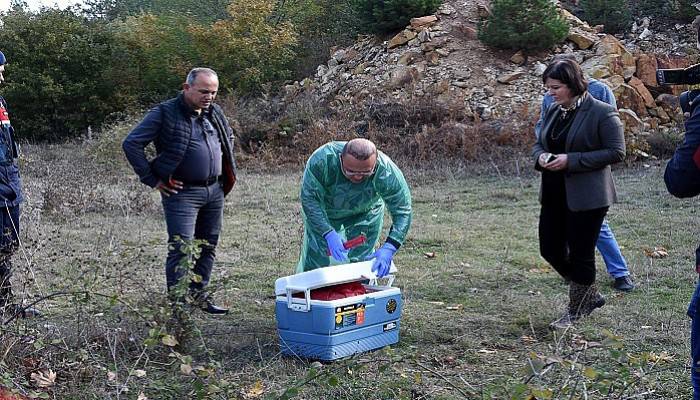 Çan'da ölü bulunan hayvanlarla ilgili inceleme ve soruşturma