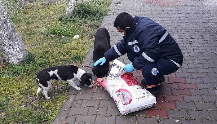 Biga'da belediye hayvanlar için sokaklara mama bıraktı