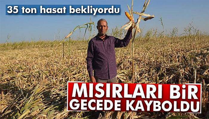 Mısırları bir gecede kayboldu