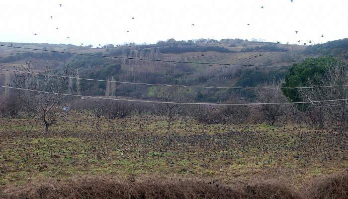 Binlerce sığırcık meyve bahçelerini böyle talan etti