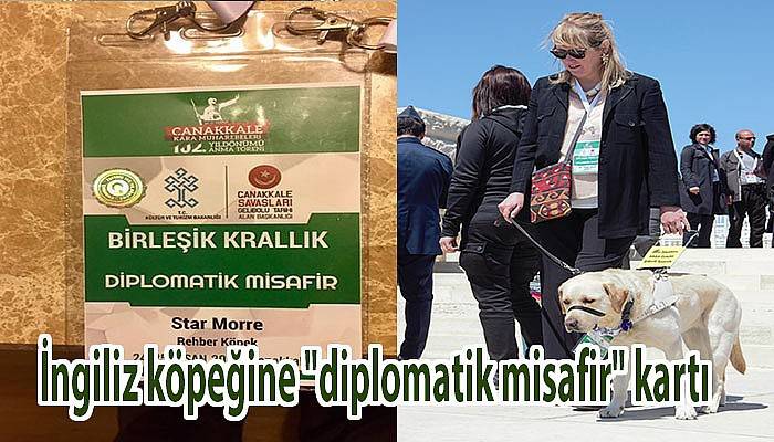 İngiliz köpeğine 