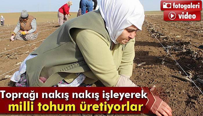 Milli tohum ıslah çalışmalarında kadın emeği