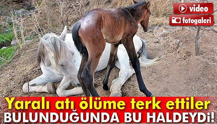 Yaralı atı ölüme terk ettiler