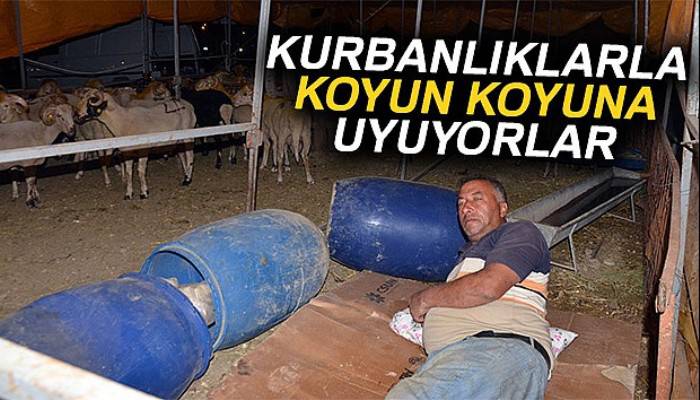 Kurbanlıklarla koyun koyuna uyuyorlar