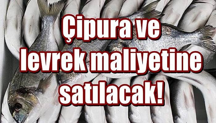 Çipura ve levrek maliyetine satılacak!