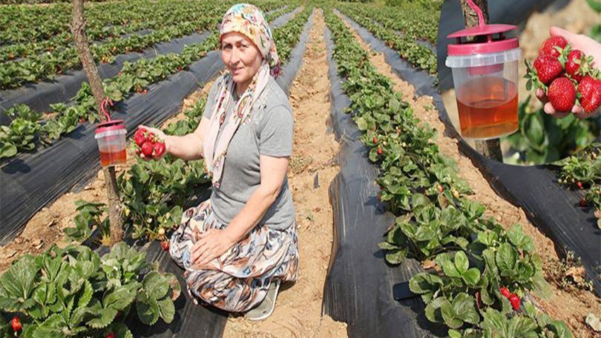 Sirke sineği zararlısıyla tuzakla mücadele