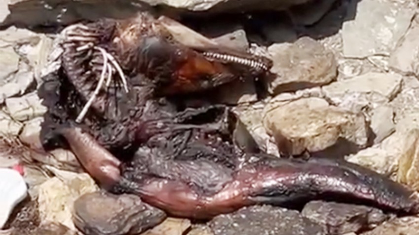 Biga Sahilinde Ölü Görülen Esrarengiz Canlı Merak Uyandırdı