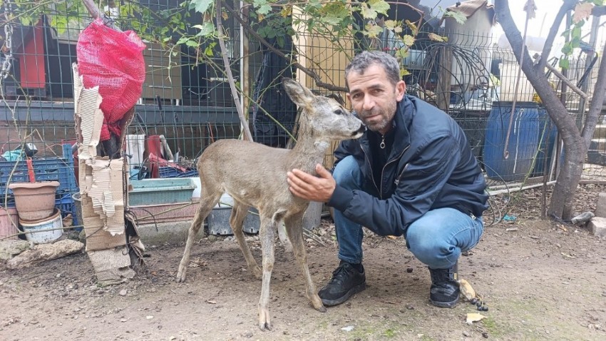 Yavru Karaca Ailenin Bir Parçası Oldu