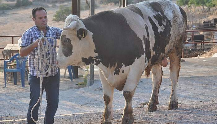 1 Ton 200 Kiloluk Dev Boğa Alıcı Bekliyor