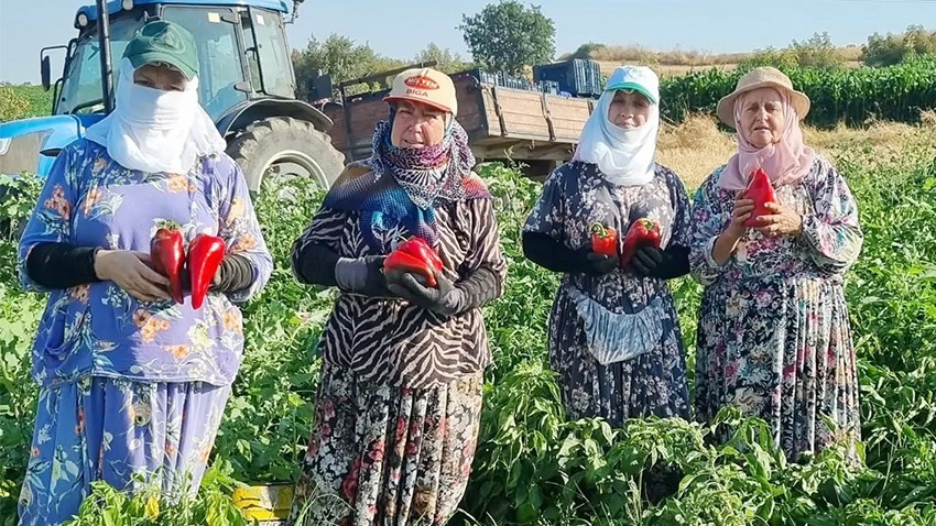 Hacıpehlivan’ın Kapya Biberleri Büyükşehirlere Ulaşıyor