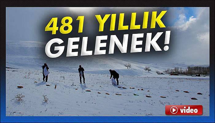 481 yıllık gelenek!