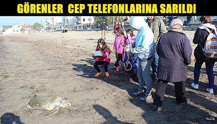  Çanakkale sahiline ölü caretta caretta vurdu