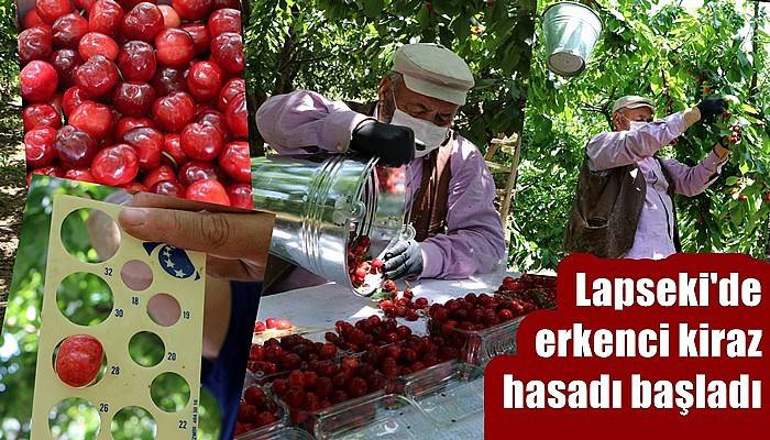 Lapseki'de erkenci kiraz hasadı başladı (VİDEO)