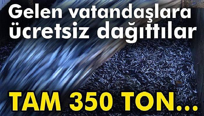 Limana 350 ton hamsi ile geldiler