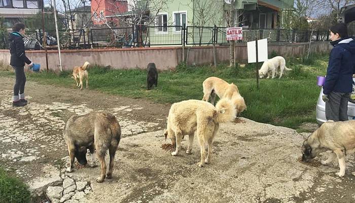 Hayvanseverler, sokak hayvanlarını unutmadı