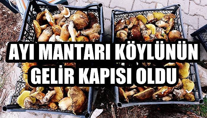 Bayramiç’te ayı mantarı çıkmaya başladı, Köylüler Kazdağları’na akın etti (VİDEO)