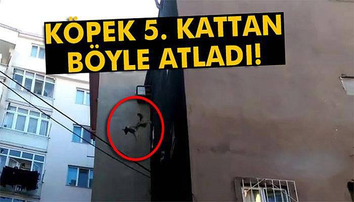Köpek 5. kattan böyle atladı