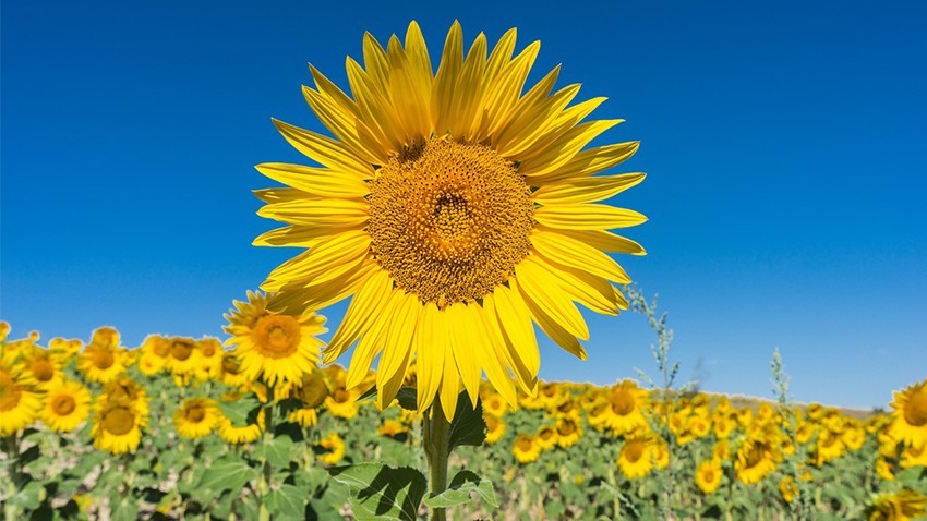 Yüzde 75 hibeli tohum dönemi başladı