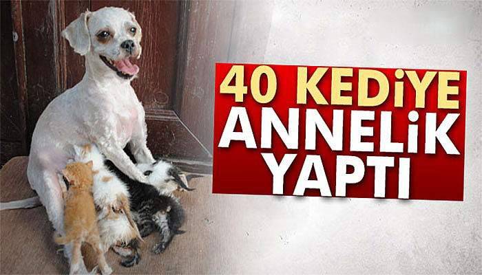 ‘Çirkin’ 40 kediye annelik yaptı