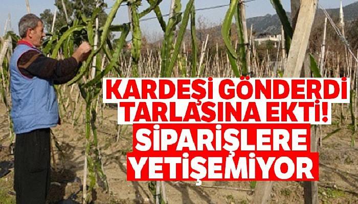 Kardeşi gönderdi, tarlasına ekti! Şimdi siparişlere yetişemiyor