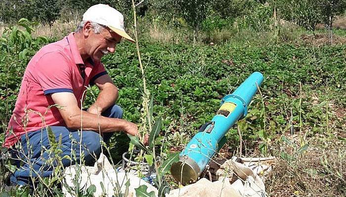 Domuzsavar çiftçilerin umudu oldu