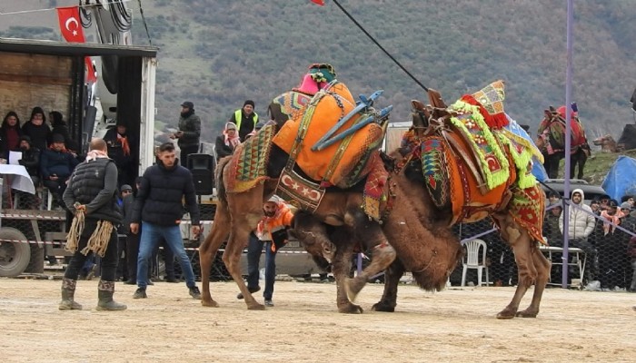 Çan Geleneksel Folklorik Deve Güreşi Festivaline Büyük İlgi (VİDEO)