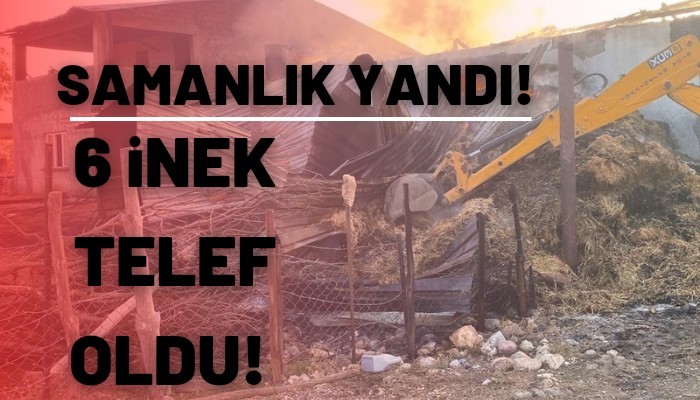 Samanlıkta yangın! 6 inek telef oldu! 