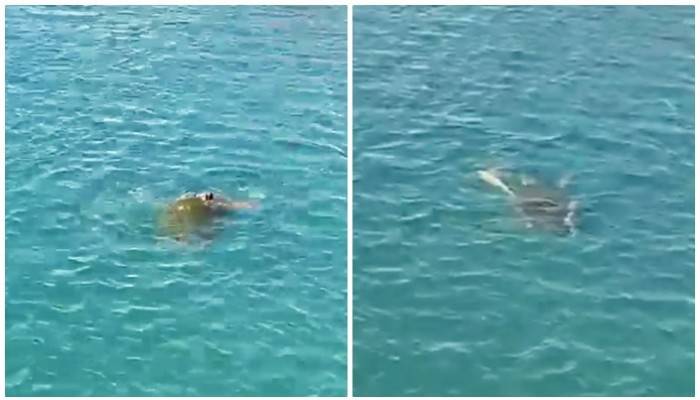 Caretta carettalar Çanakkale’de