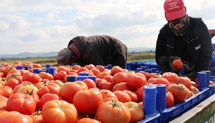 Çanakkale domatesi tescili için askıya çıktı 