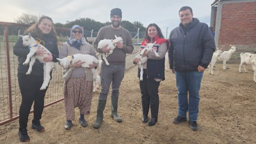 Çanakkale'de Keçi Çiftliğinde Nadir Görülen Doğum