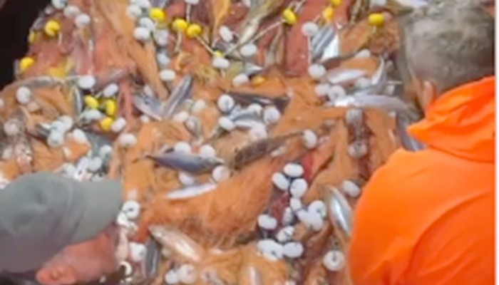 Çanakkaleli Balıkçının Ağlarına Tek Seferde 2 Bin Palamut Takıldı (VİDEO)