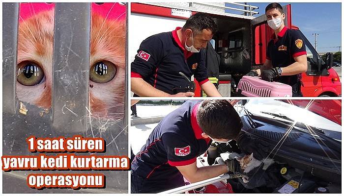 Otomobilin motorundan çıkarılan kedi, itfaiye aracının motoruna girdi (VİDEO)