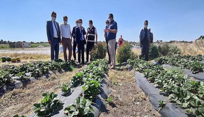 Kadın çiftçilerde çilekli bahçeler projesi