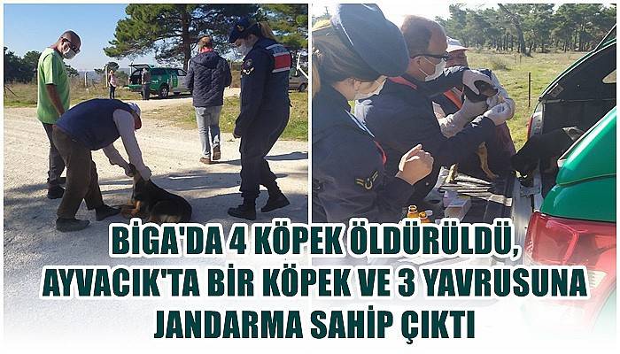 Biga'da 4 köpek öldürüldü, Ayvacık'ta bir köpek ve 3 yavrusuna jandarma sahip çıktı