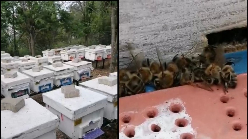 Çanakkale'de 80 kovandaki çok sayıda arı telef oldu (VİDEO)