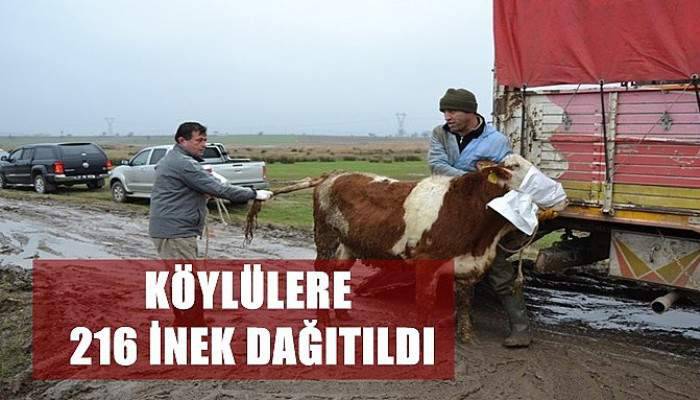 Köylülere 216 İnek Dağıtıldı