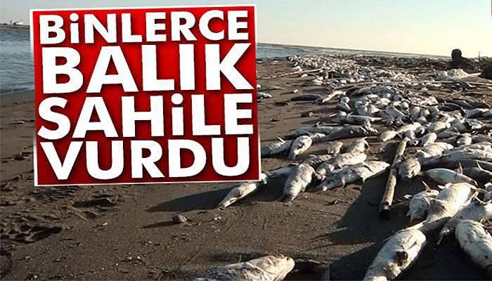 Tarsus sahillerinde binlerce balık öldü