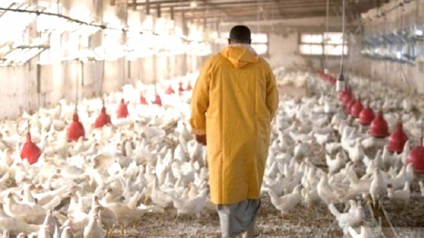 Tavuk Eti Üretimi 203 Bin 60 Ton, Tavuk Yumurtası Üretimi 1,76 Milyar Adet Olarak Gerçekleşti