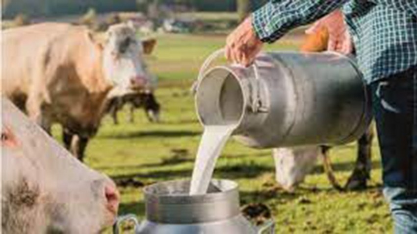 Ticari Süt İşletmelerince 835 Bin 773 Ton İnek Sütü Toplandı