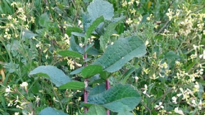 Çanakkale’nin Doğası Baharla Birlikte Şifa Kaynağına Dönüşüyor