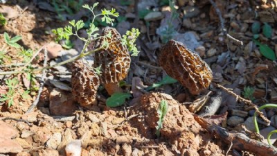 Kuzugöbeği Mantarı Köylülerin Umudu Oldu