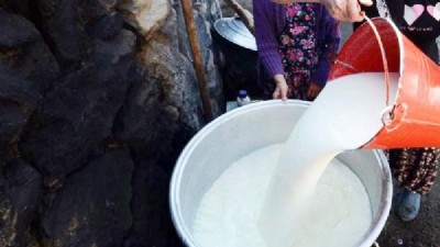 TÜİK Raporuna Göre, Türkiye’de Çiğ Süt Üretimi Hafif Azaldı