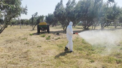 Kepez’de Kene ve Pireye Karşı İlaçlama