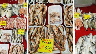 Olta Balıkları Yüksek İlgi Görüyor