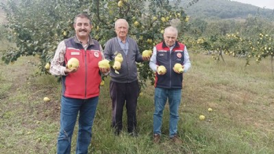Biga'da Ayva Hasadı