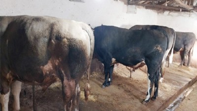 Kurbanlık Hareketliliği Başladı: Üreticiler Alıcılarını Bekliyor