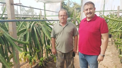 200 Metrekarelik Alanda Ejder Meyvesi Yetiştirildi