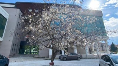 ÇOMÜ’de Türk-Japon Dostluğunu Yaşatacak “Sakura Yolu” Projesi